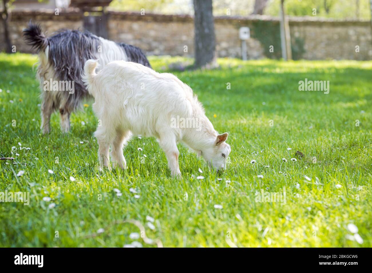 Goats on a pasture on a green meadow. Spring outdoor photo. Stock Photo