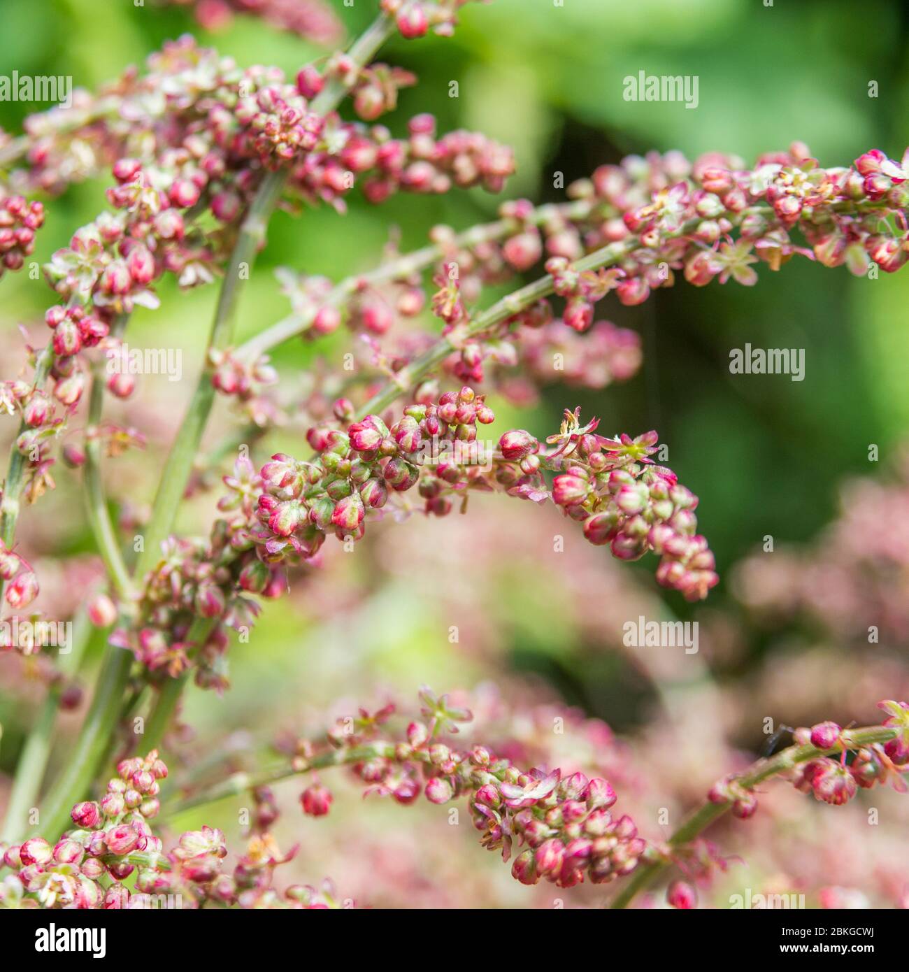 Close-up flowering Common Sorrel / Rumex acetosa growing wild in a Cornish hedgerow. Has acid tasting leaves, can be eaten & used in herbal remedies. Stock Photo