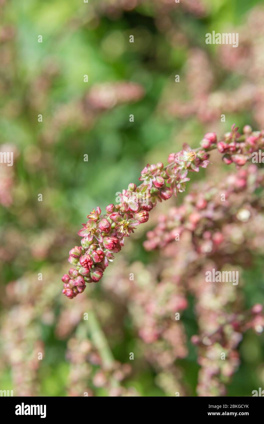 Close-up flowering Common Sorrel / Rumex acetosa growing wild in a Cornish hedgerow. Has acid tasting leaves, can be eaten & used in herbal remedies. Stock Photo