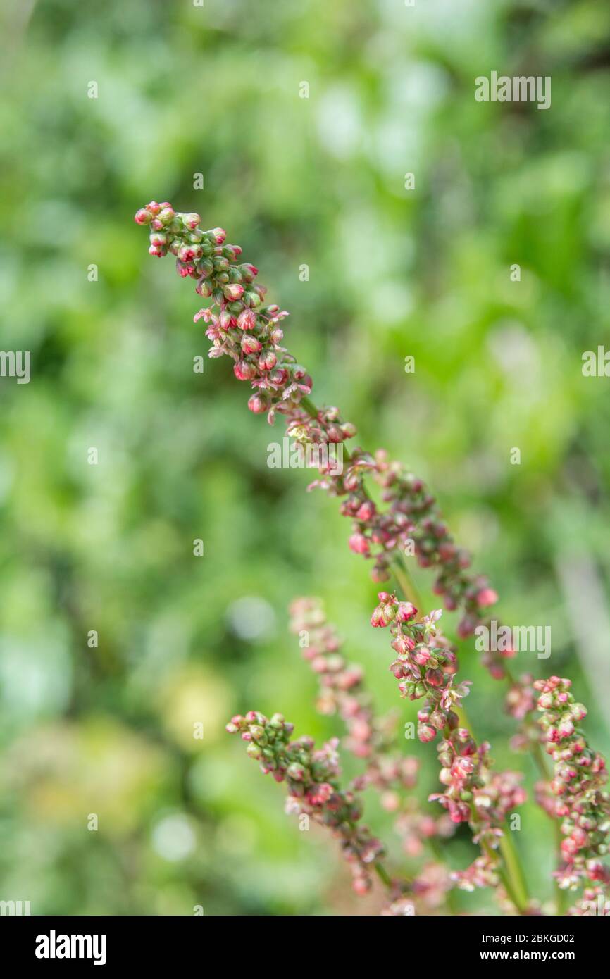 Close-up flowering Common Sorrel / Rumex acetosa growing wild in a Cornish hedgerow. Has acid tasting leaves, can be eaten & used in herbal remedies. Stock Photo