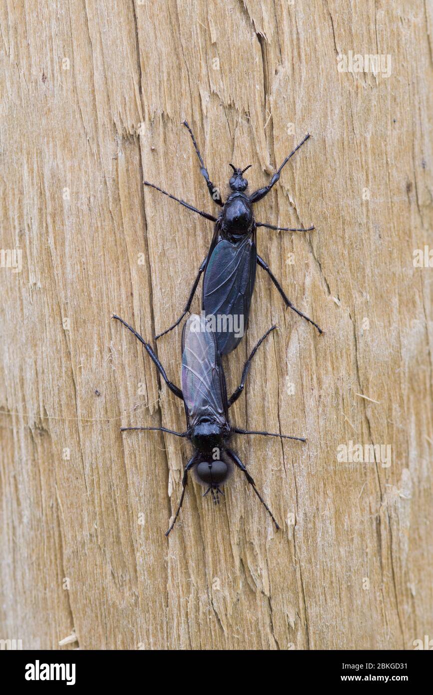 Mating pair of St. Mark's Fly (Bibio marci) on a fence post in the Peak District in May 2020, England Stock Photo