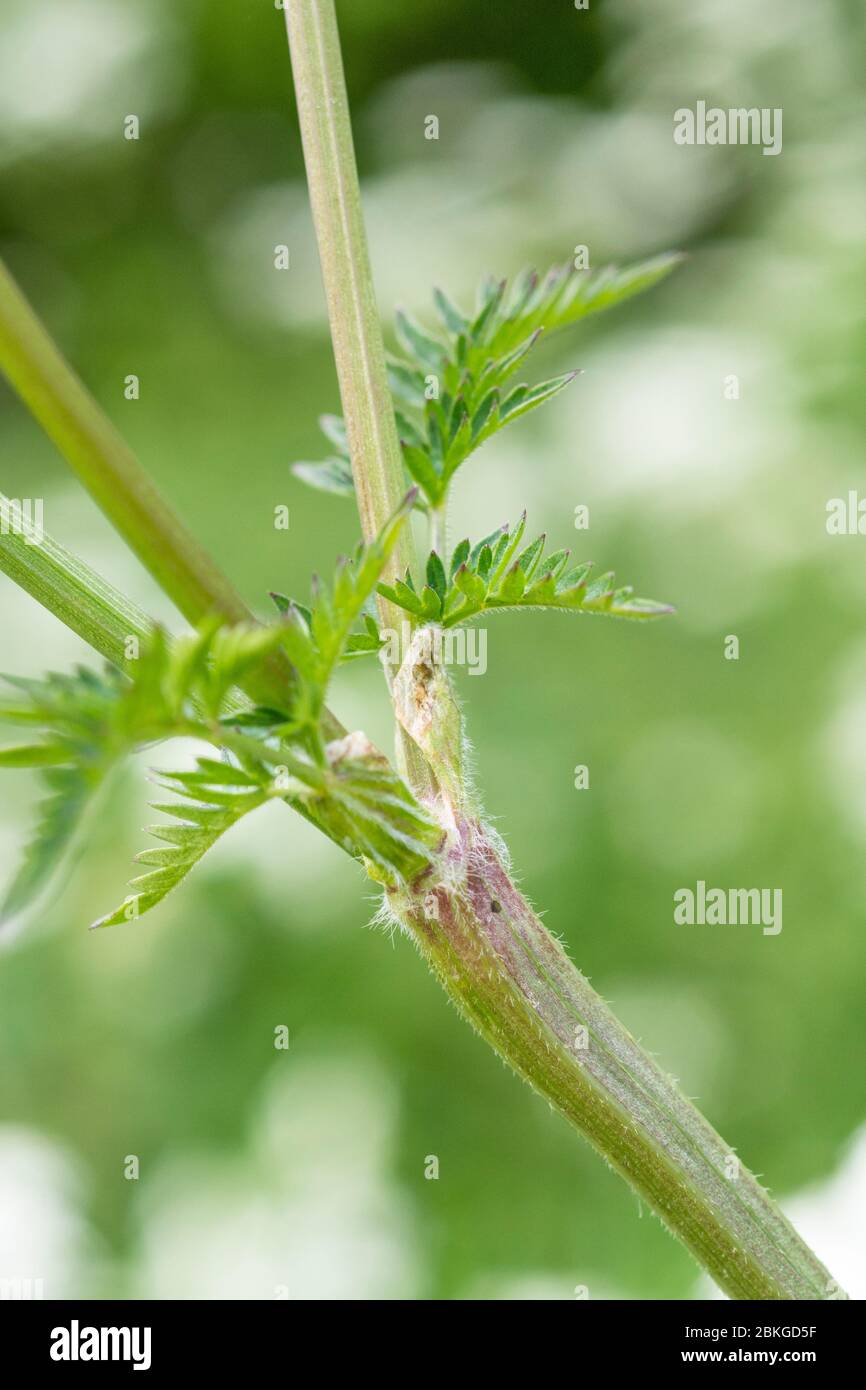 Small stem leaves of Cow Parsley / Anthriscus sylvestris [May] growing on rural roadside verge. Common weed of UK & quite tough to remove. Stock Photo