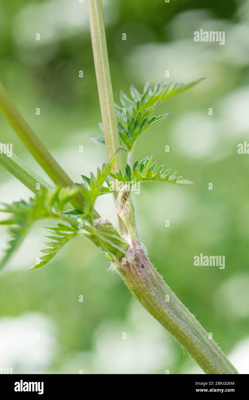 Uk common hedgerow weeds hi-res stock photography and images - Alamy