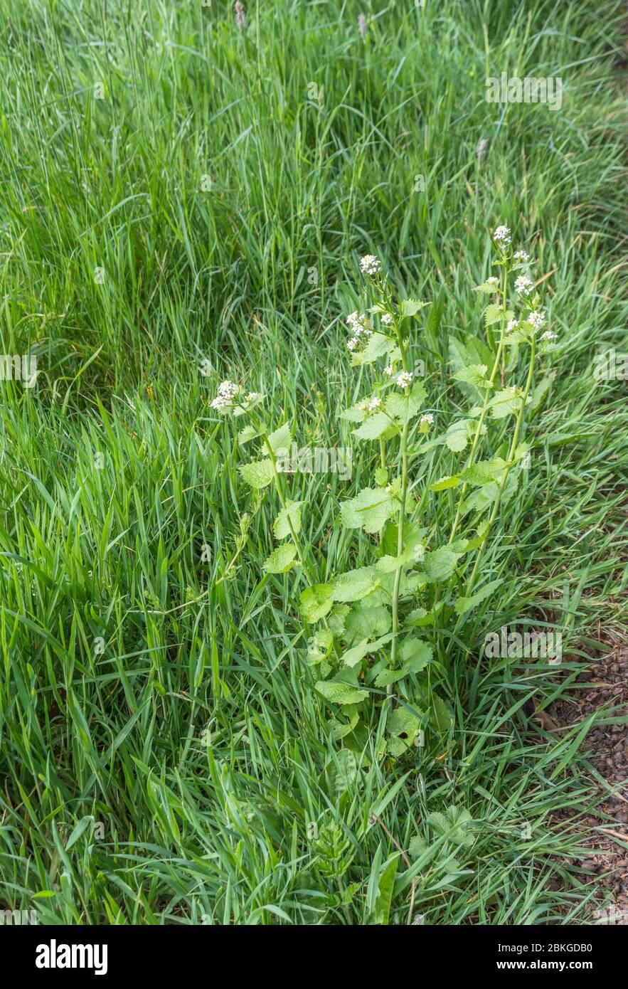 White flowers hedgerow weed Hedge Garlic / Alliaria petiolata growing by roadside. Lvs have garlic flavour, may be eaten, once used in herbal medicine Stock Photo
