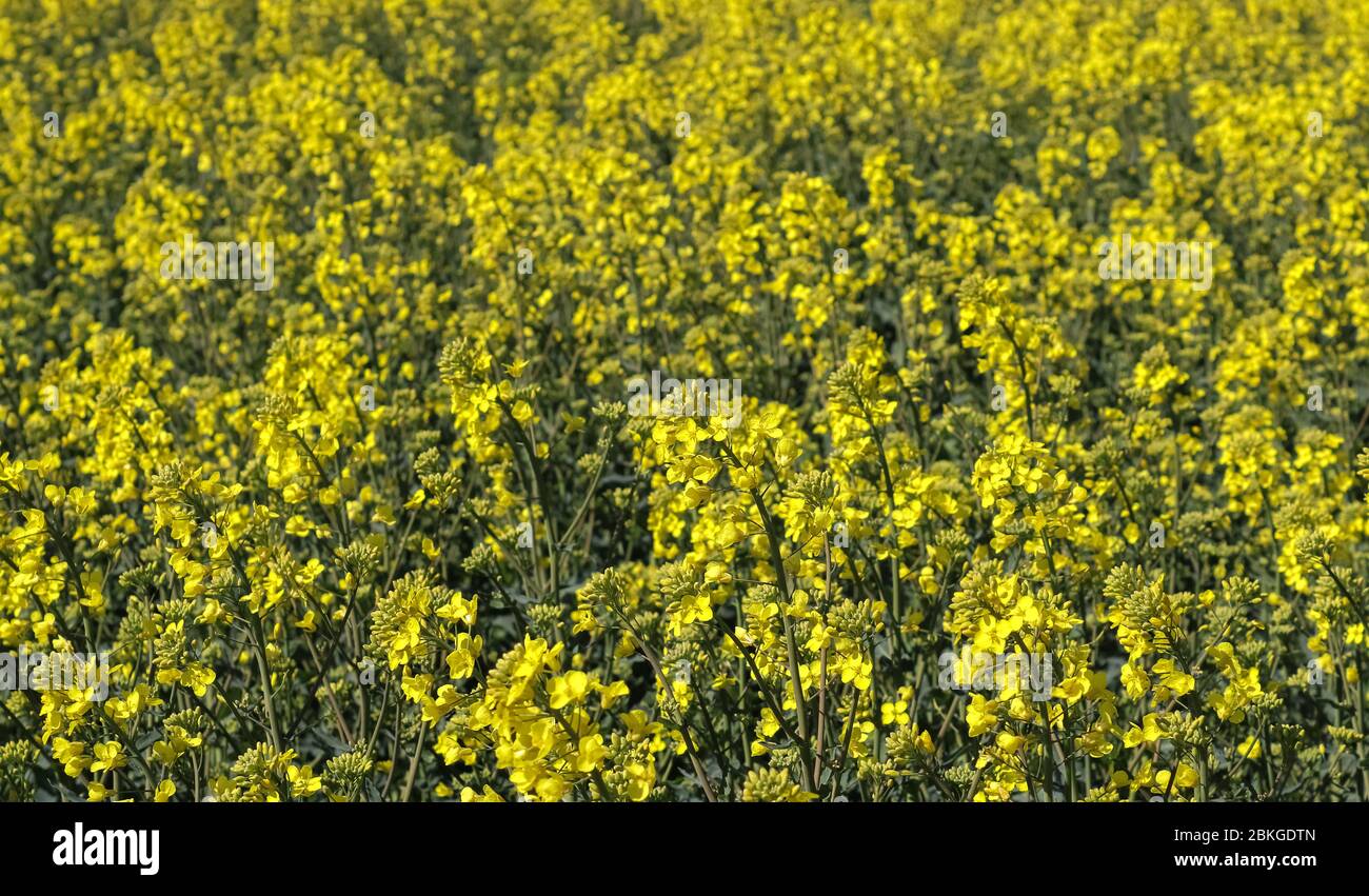 Yellow field of flowering rape and tree against a blue sky with clouds ...