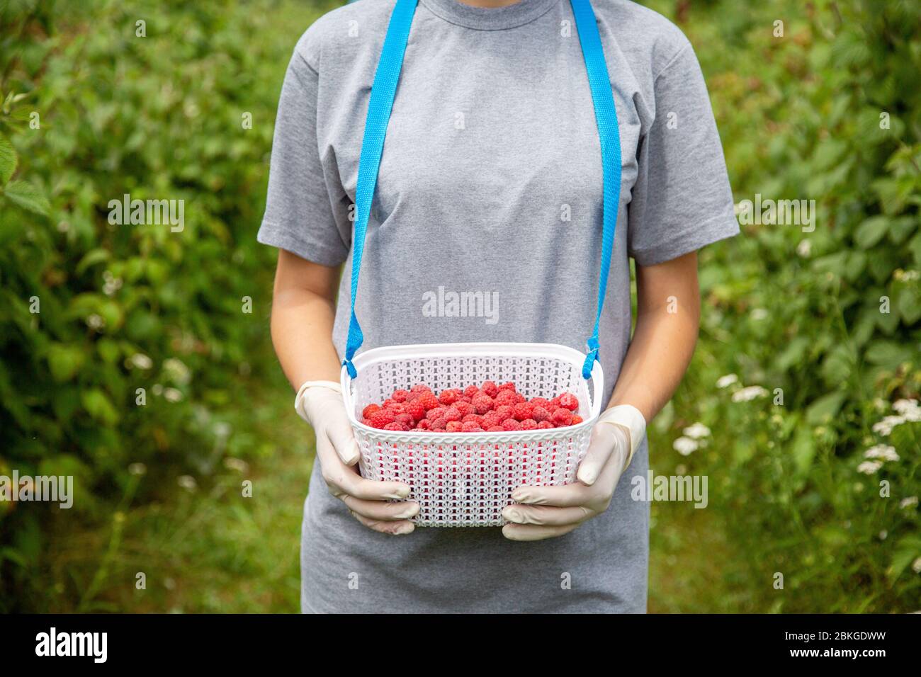 Человек который собирает ягоды. Собирание ягод в лесу. Мальчик собирает ягоды в лесу. Сбор ягод. Человек собирает ягоды.