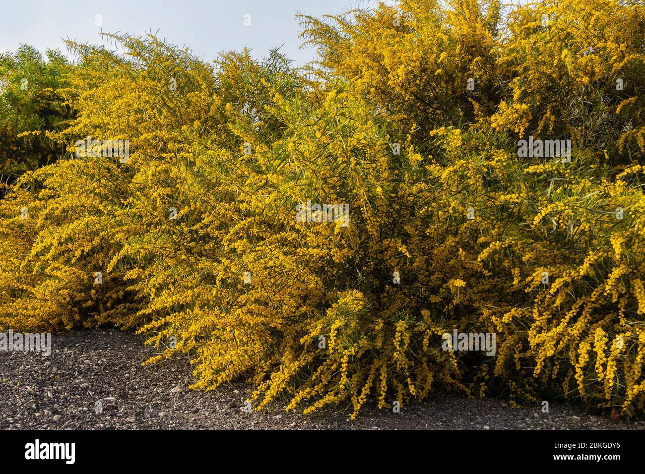 A big bush of Acacia Saligna on its blooming period with an abundance of yellow flowers Stock Photo