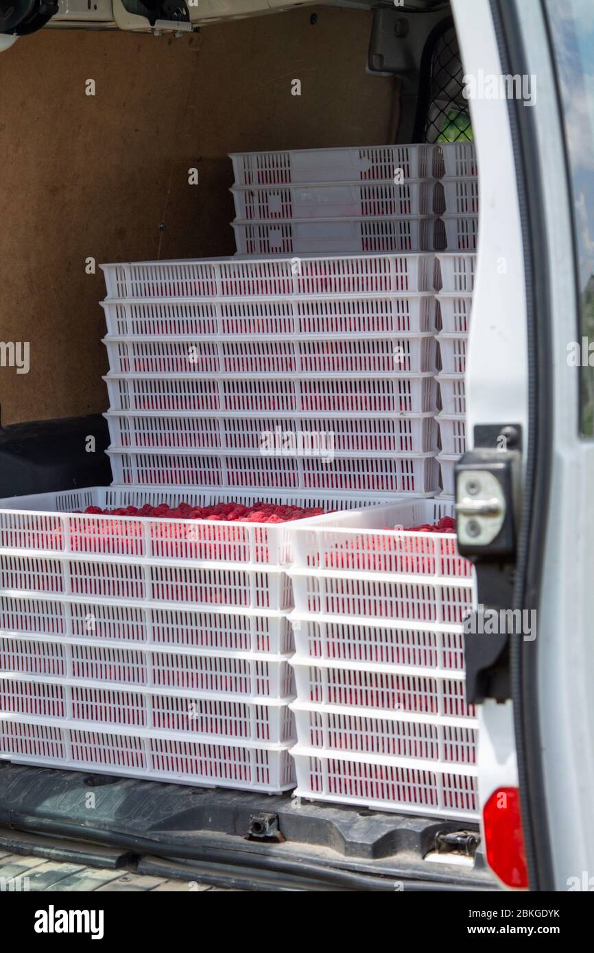 Harvesting raspberries. Ripe berries in white plastic crates loaded in ...