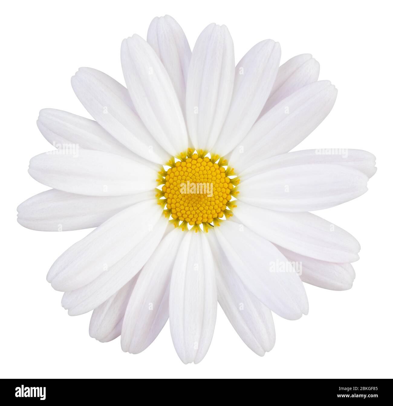 Beautiful white Daisy (Marguerite) with a little pink, isolated on white background, including clipping path. Germany Stock Photo