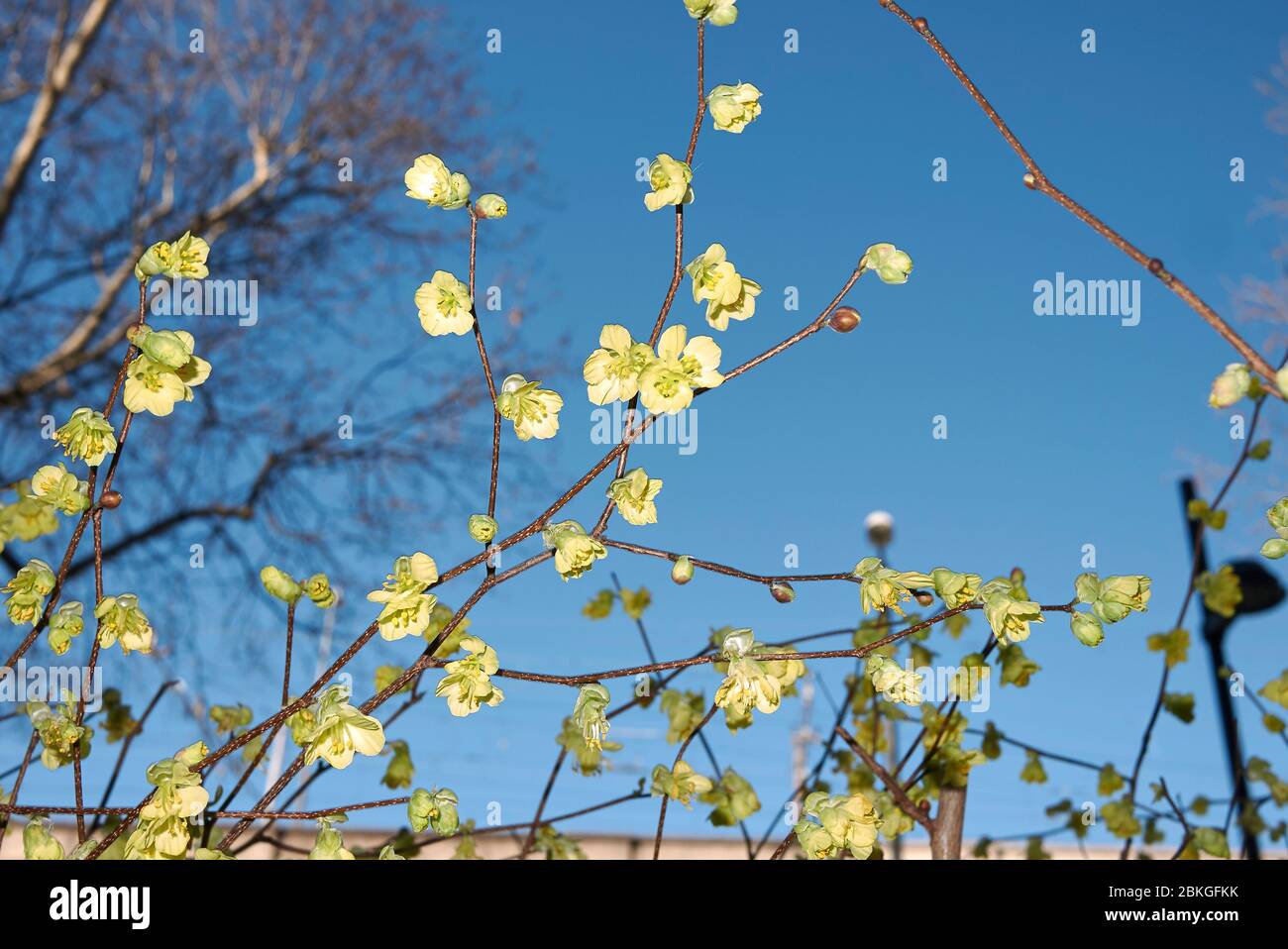 Corylopsis pauciflora  shrub in bloom Stock Photo