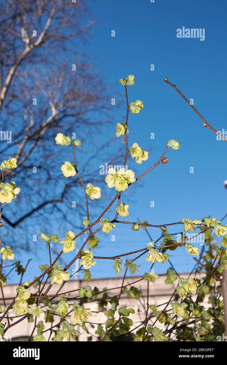 Corylopsis pauciflora  shrub in bloom Stock Photo