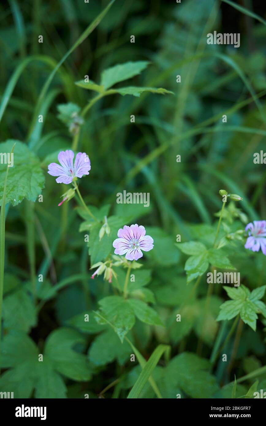 Geranium nodosum purple flowers Stock Photo
