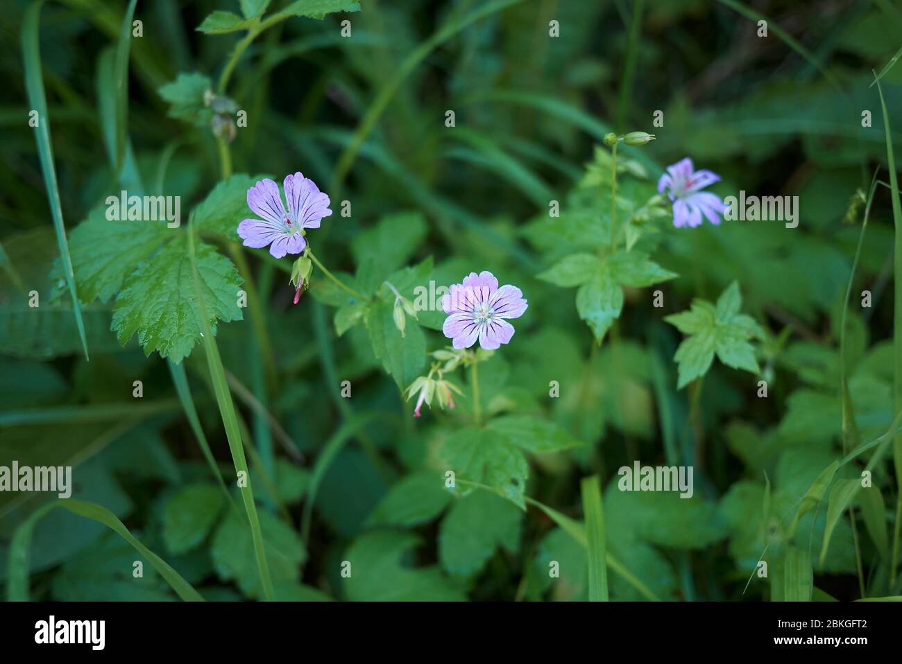 Geranium nodosum purple flowers Stock Photo