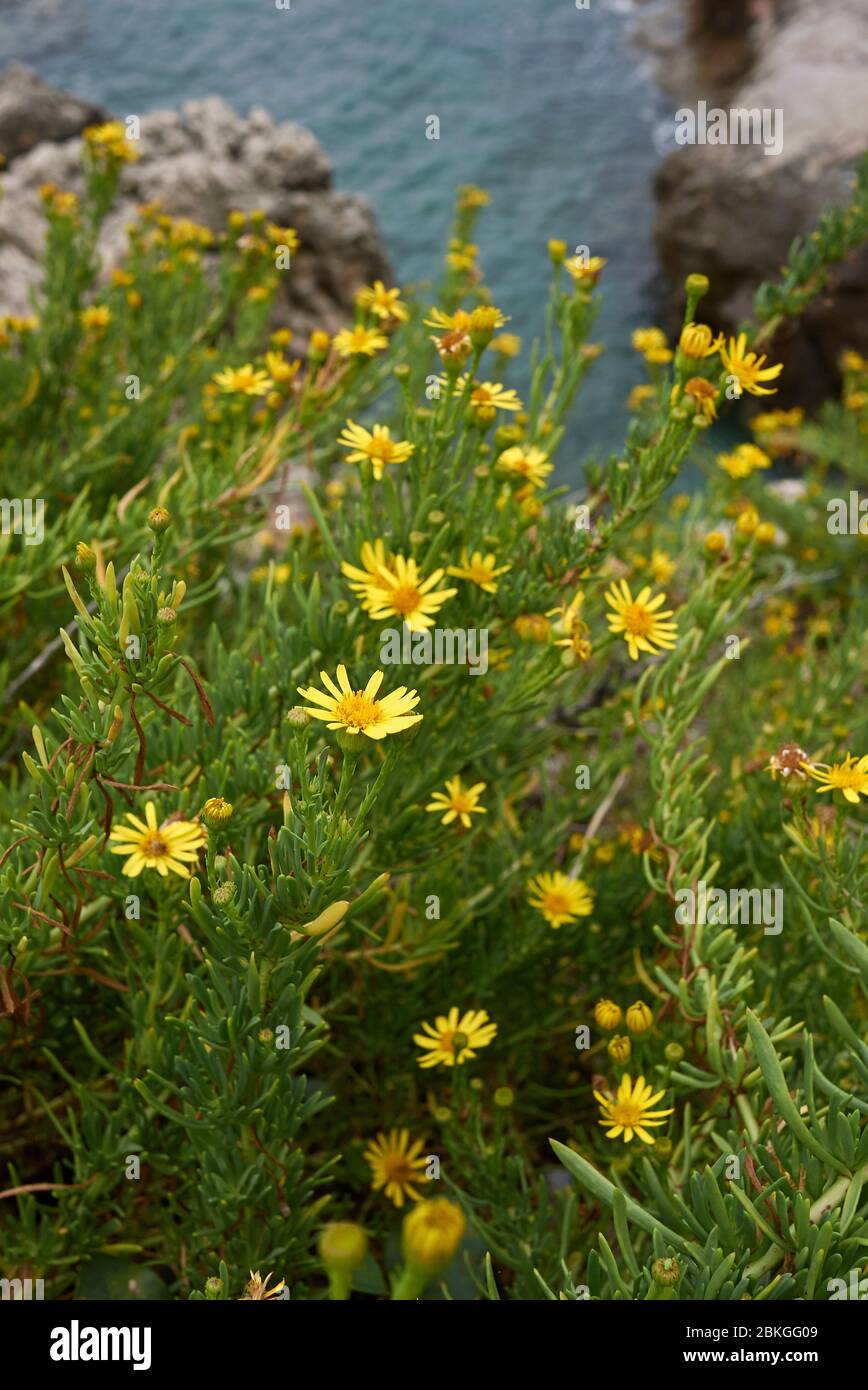 Limbarda crithmoides yellow flowers Stock Photo