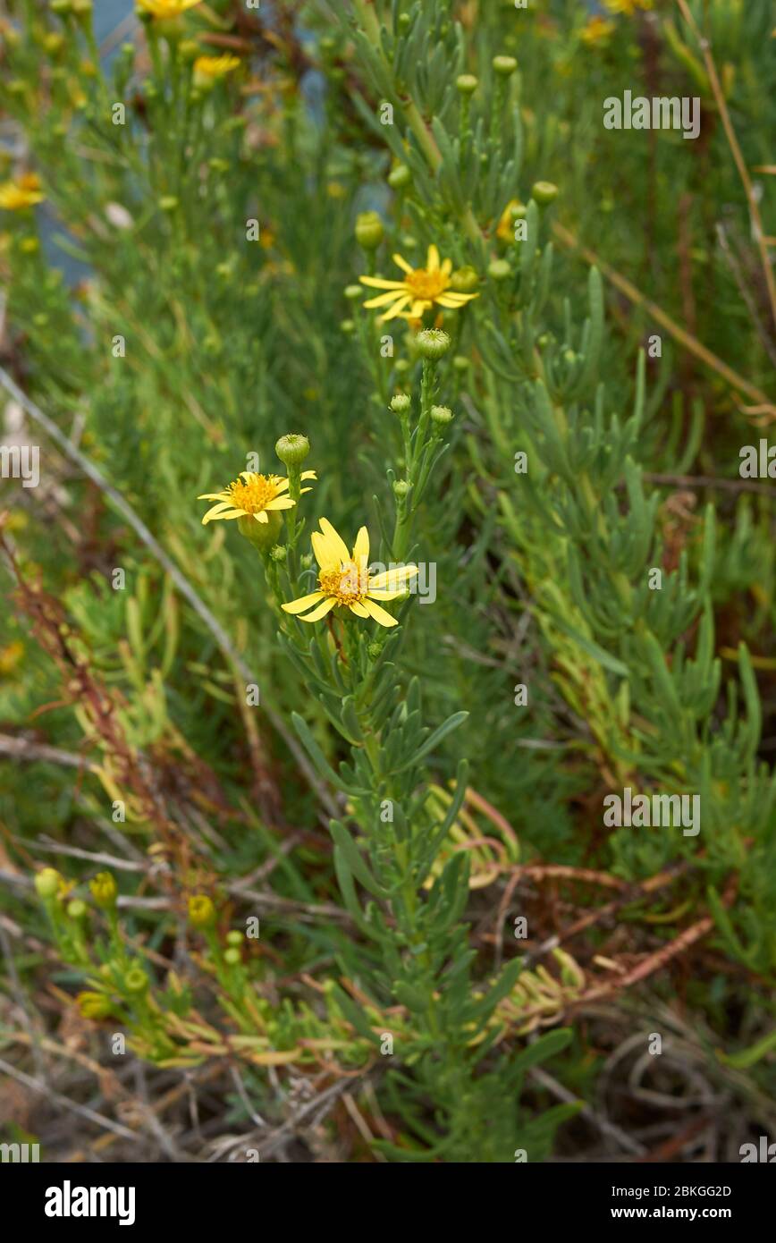 Limbarda crithmoides yellow flowers Stock Photo