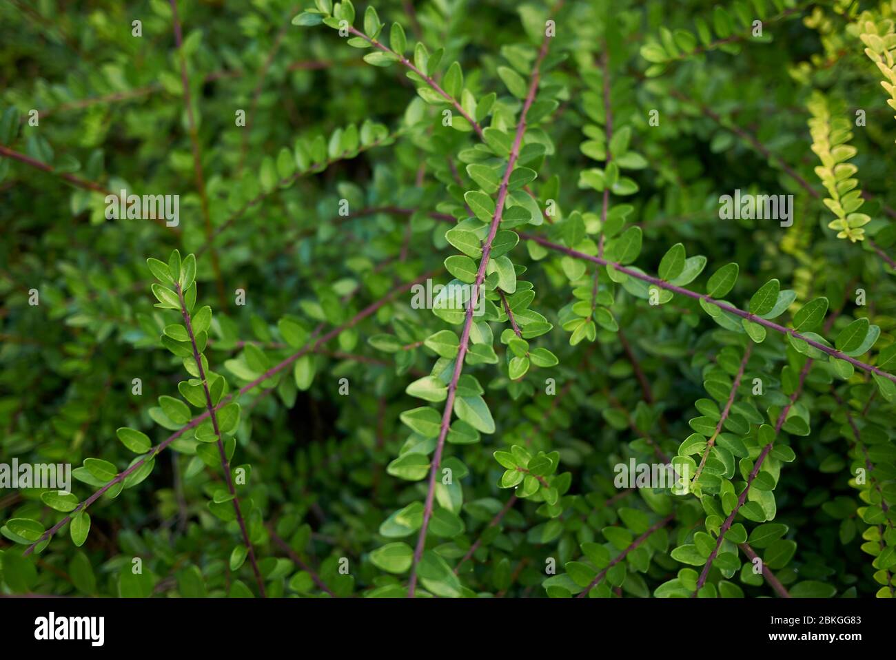 Lonicera nitida evergreen shrub Stock Photo