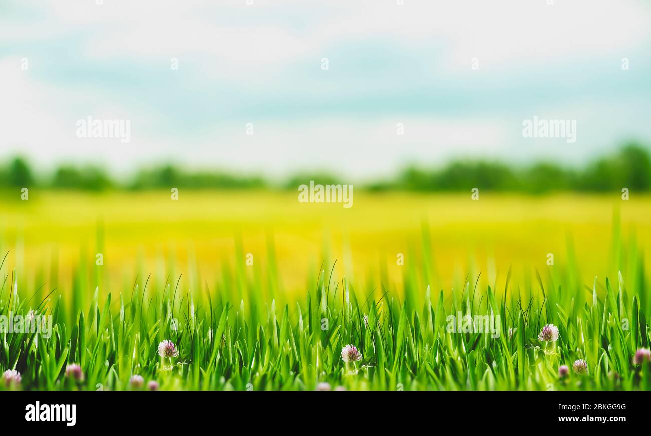 Abstract art backgrounds with green foliage. Environmental backgrounds ...