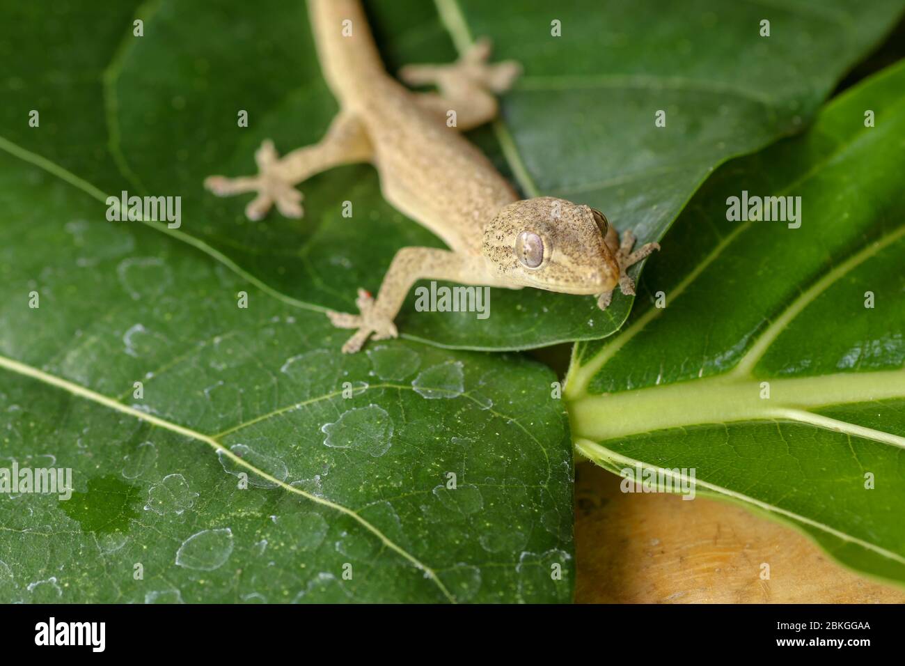 Asian or Common House Gecko Hemidactylus frenatus lies on green leaves. Hemidactylus frenatus