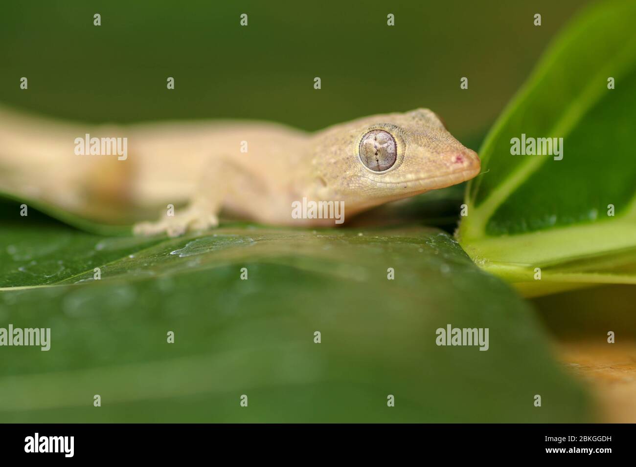 Asian or Common House Gecko Hemidactylus frenatus lies on green leaves