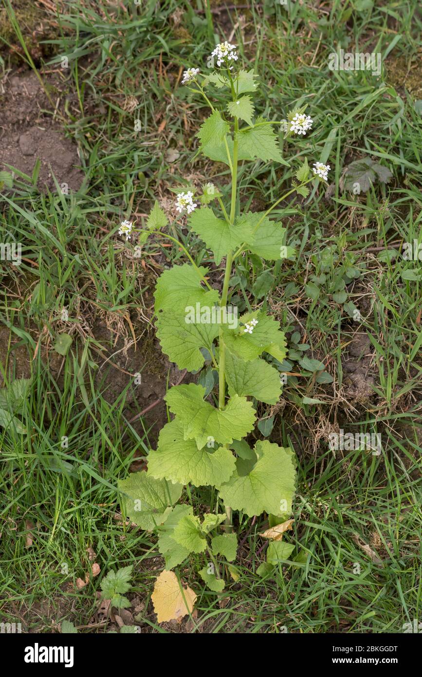 Garlic mustard (Alliaria petiolata) flowering in April, Peak District National Park, England Stock Photo