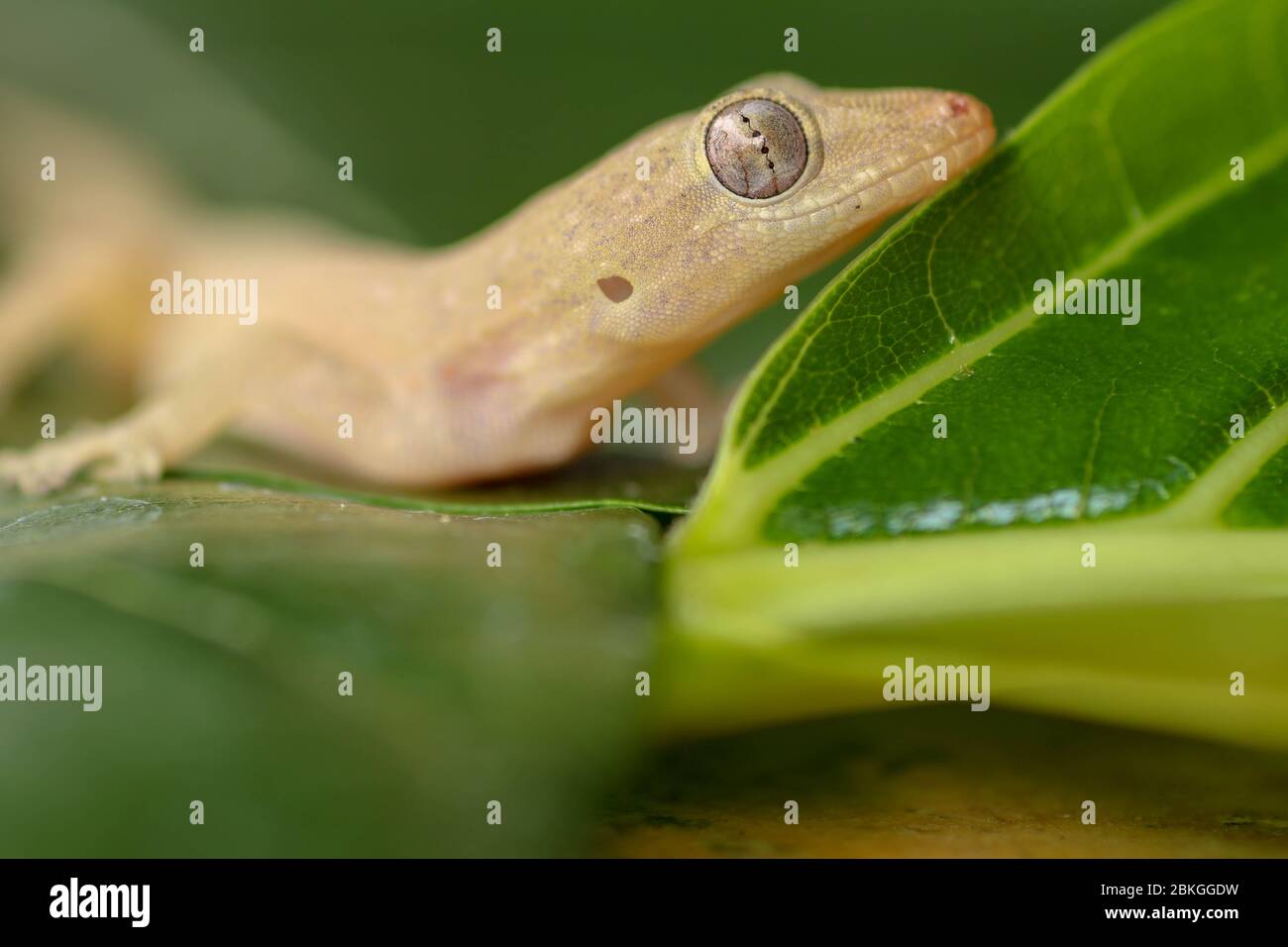 Asian or Common House Gecko Hemidactylus frenatus lies on green leaves. Hemidactylus frenatus