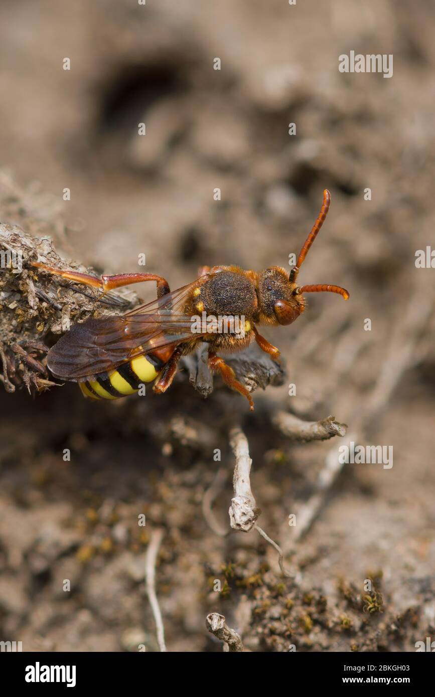 The Nomad bee Nomada lathburiana resting on the ground, Peak District National Park, England Stock Photo