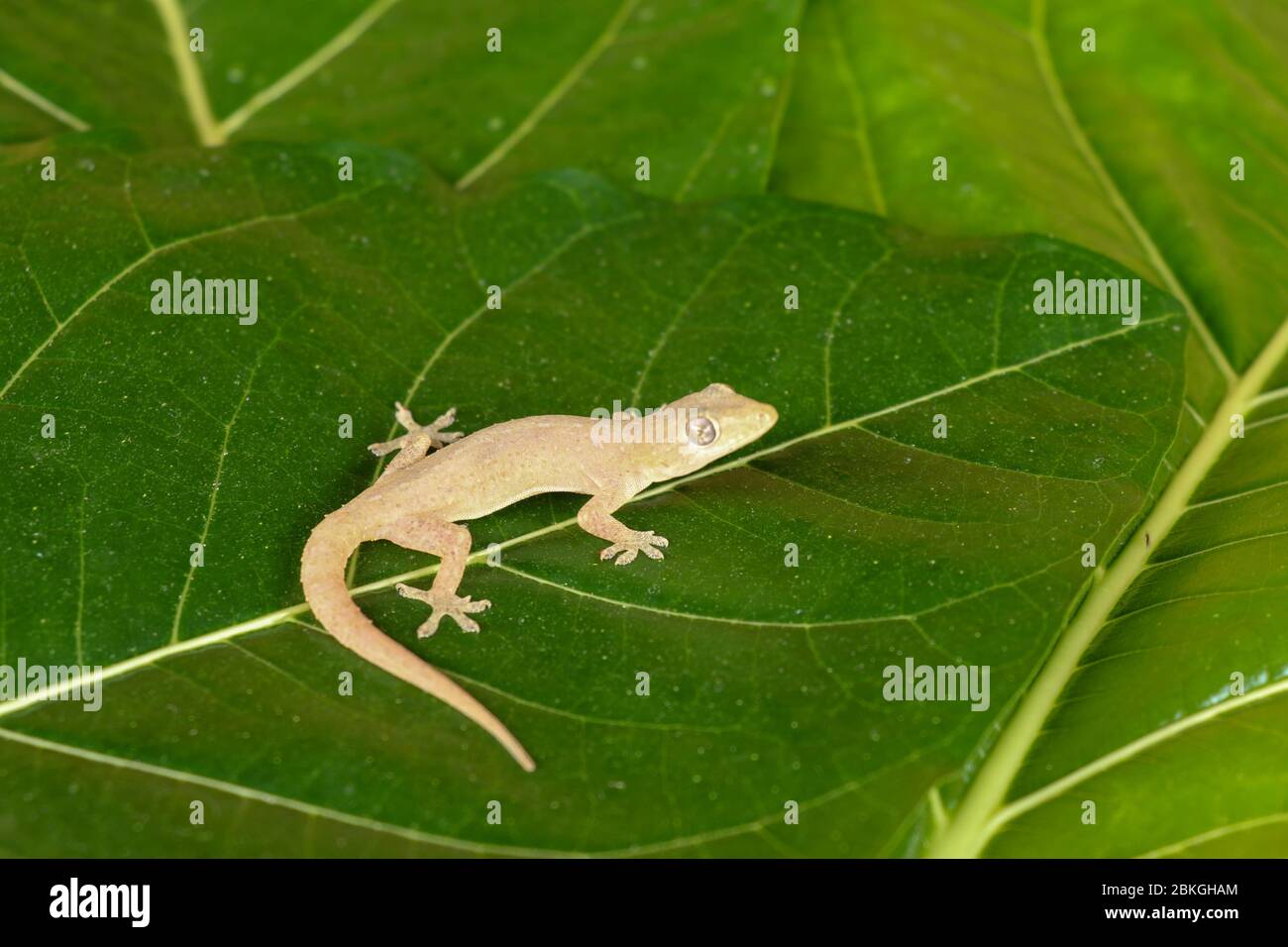 Asian or Common House Gecko Hemidactylus frenatus lies on green leaves