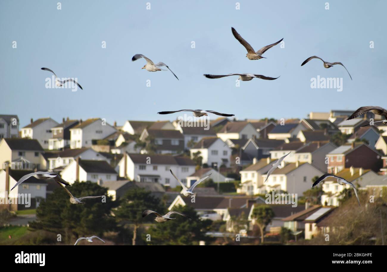 Seagulls flying over the River Gannel in Newquay, Cornwall, UK Stock Photo