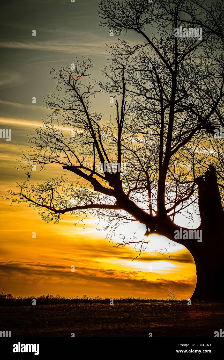 Tree silhouette portrait hi-res stock photography and images - Alamy