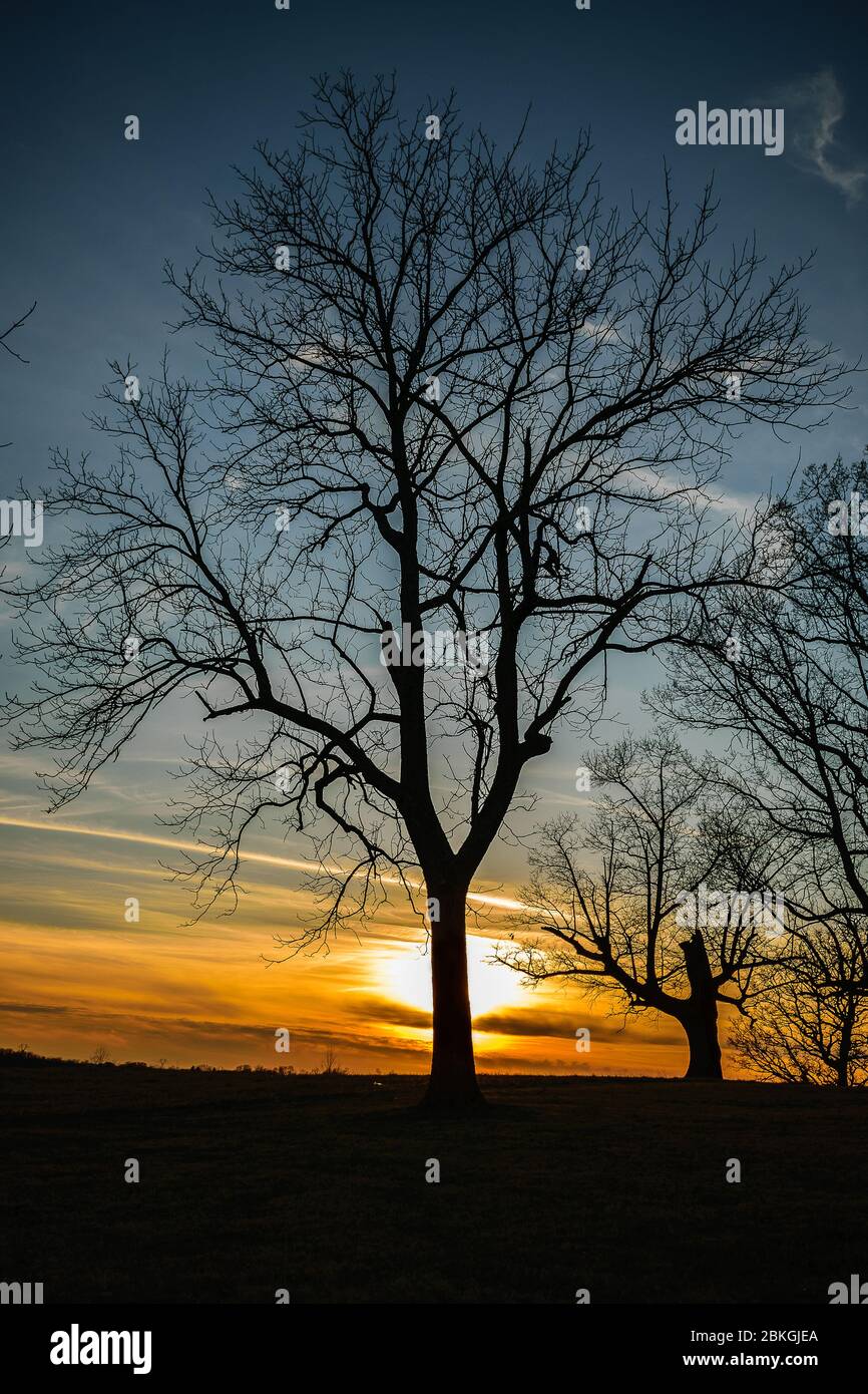 Tree silhouette portrait hi-res stock photography and images - Alamy