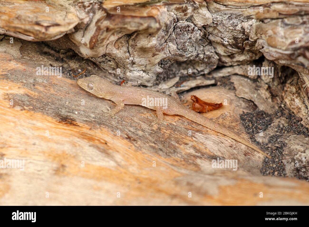 Asian or Common House Gecko Hemidactylus frenatus na kusu dřeva