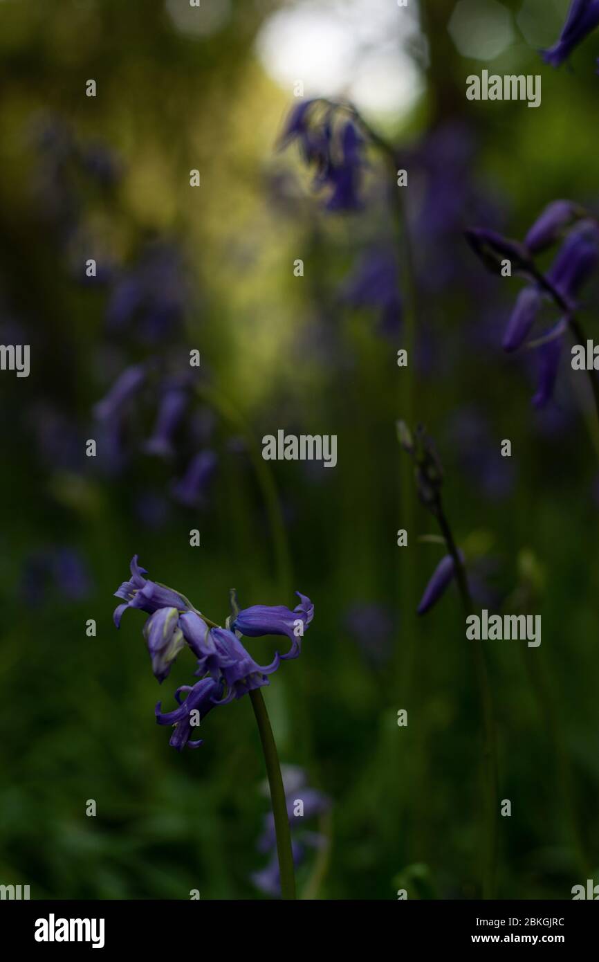 Forest bell flowers.Purple flower.Walk in the woods.Beautiful garden in the park. Stock Photo