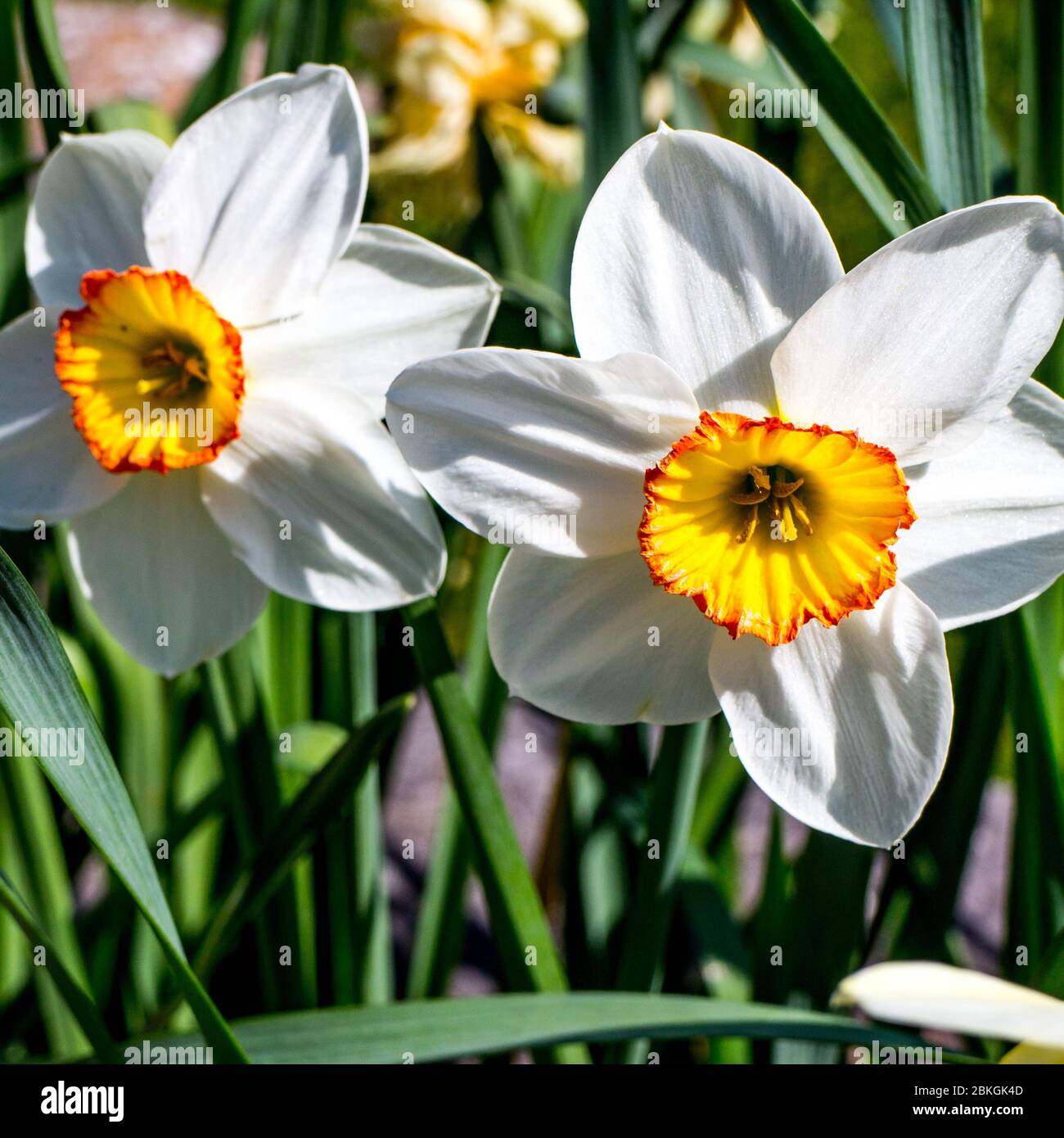 Two Beautiful Narcissus Daffodils In Full Spring Bloom With No People Stock Photo