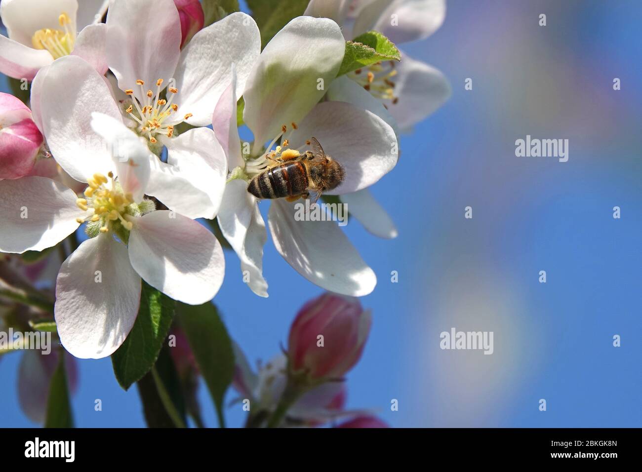 A honey bee gathering pollen from an apple tree blossom Stock Photo - Alamy