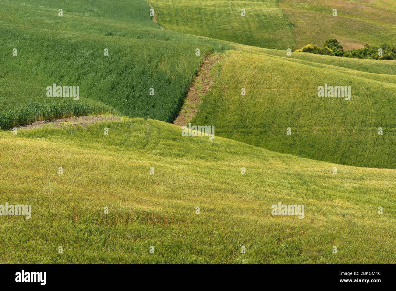 Magnificent spring rural landscape. Stunning view of tuscan green wave hills, amazing sunlight, beautiful golden fields and meadows.Tuscany, Italy Stock Photo