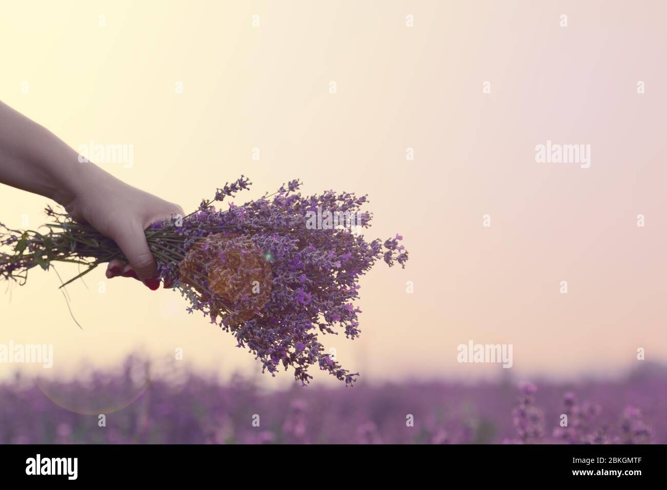 Gathering a bouquet of lavender. Girl hand holding a bouquet of fresh lavender in lavender field. Sun, sun haze, glare. Purple tinting Stock Photo