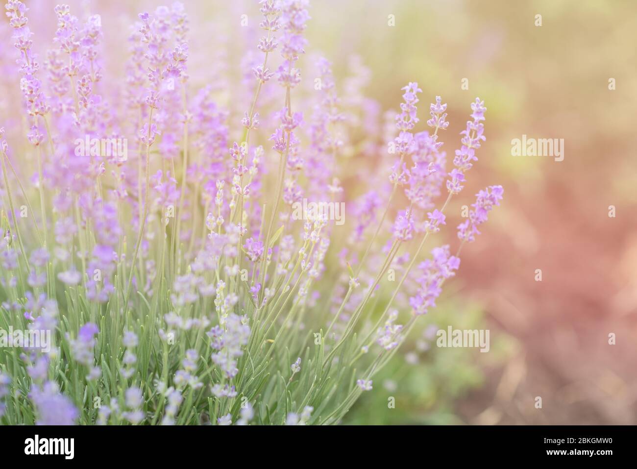 Close-up of lavender kissed from the morning sun. Stock Photo