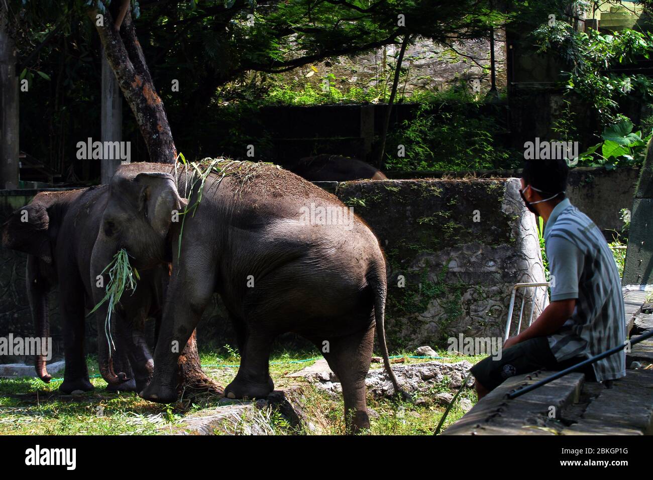 Zookeeper elephant hi-res stock photography and images - Page 2 - Alamy