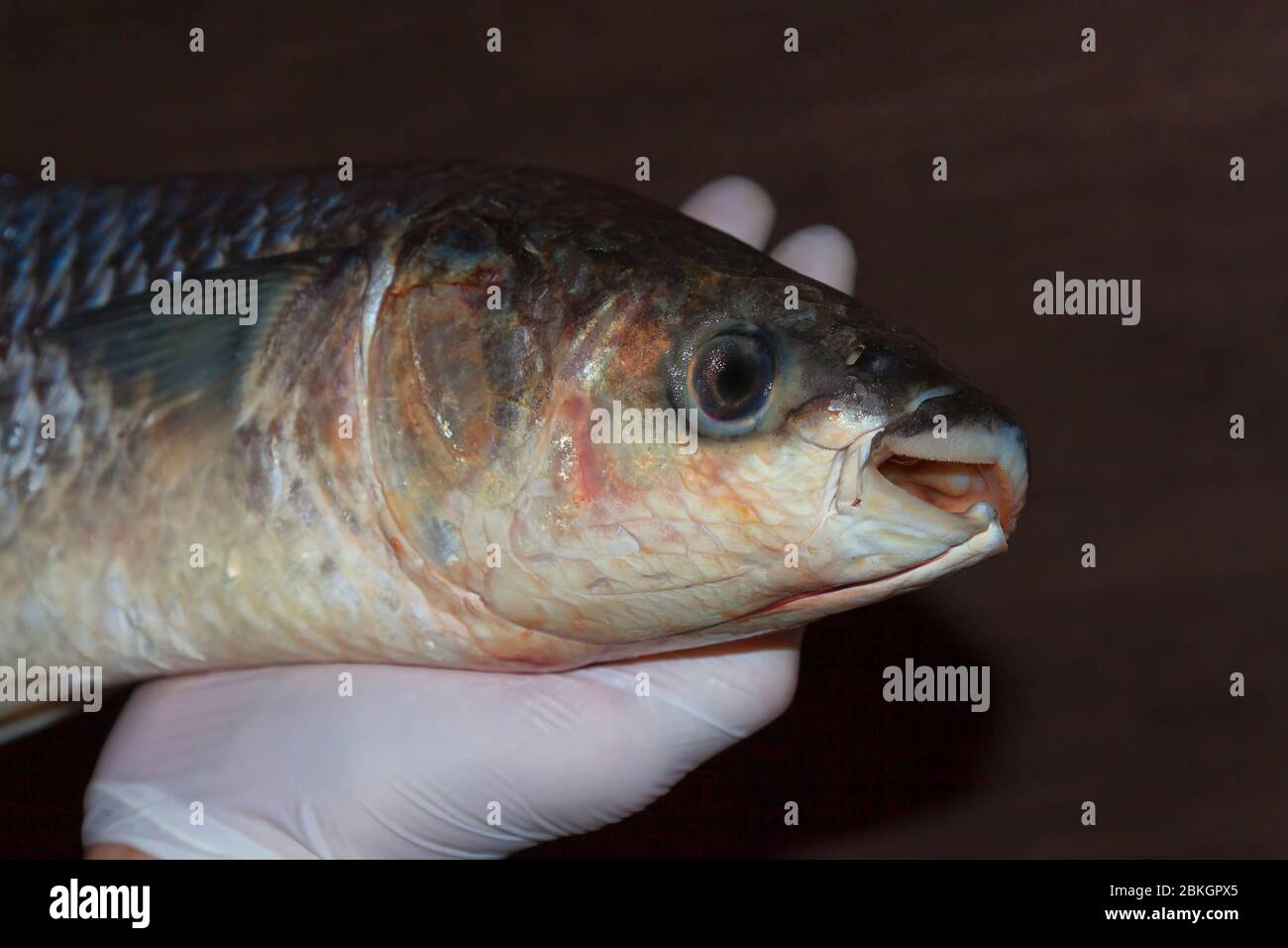 Fresh catched mullet Stock Photo
