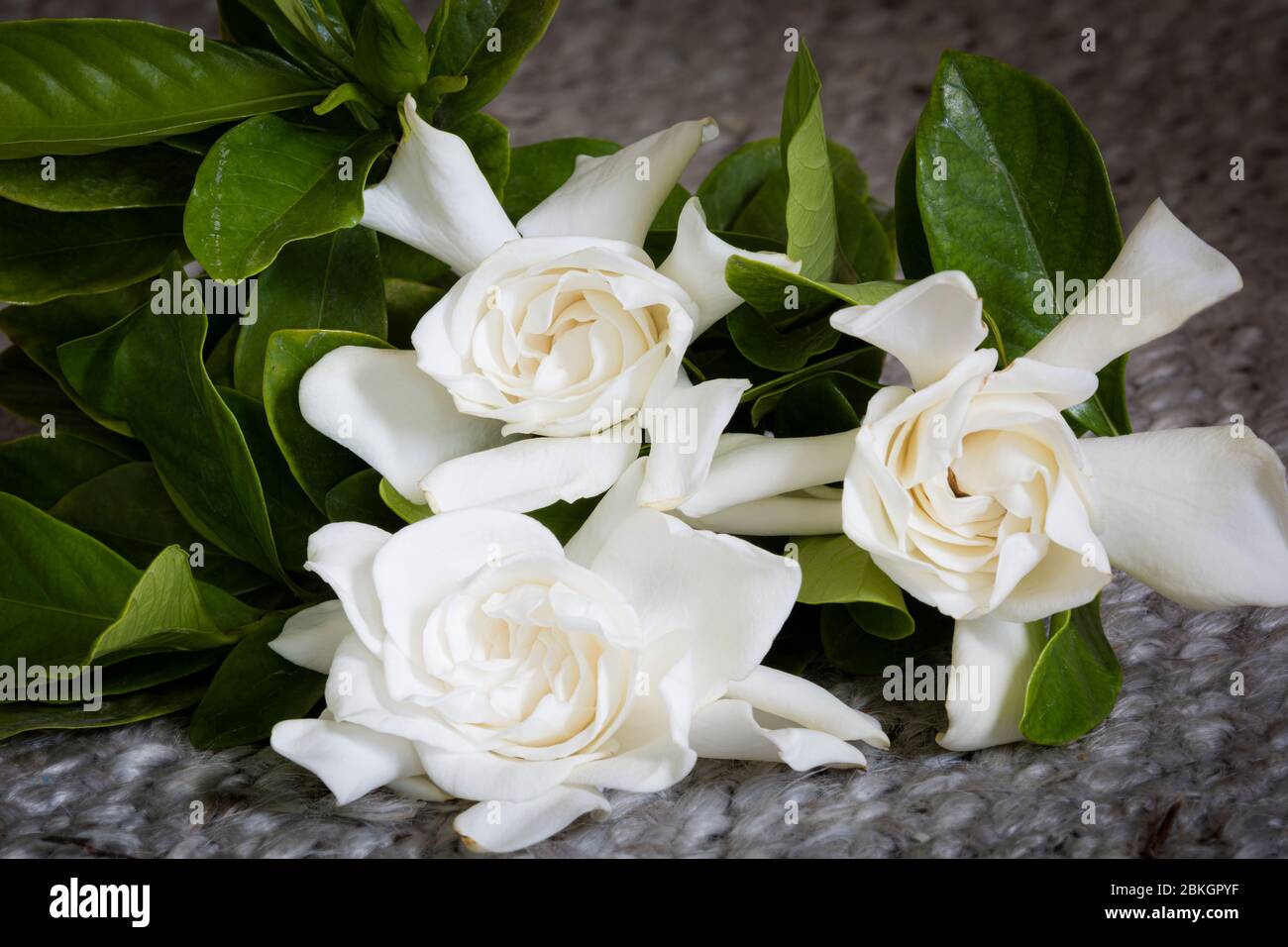 Fresh cut Gardenia flowers (Gardenia Rubiaceae) Stock Photo