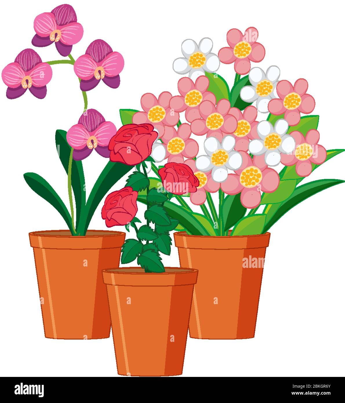 Beautiful flowers in the garden on white background illustration Stock ...