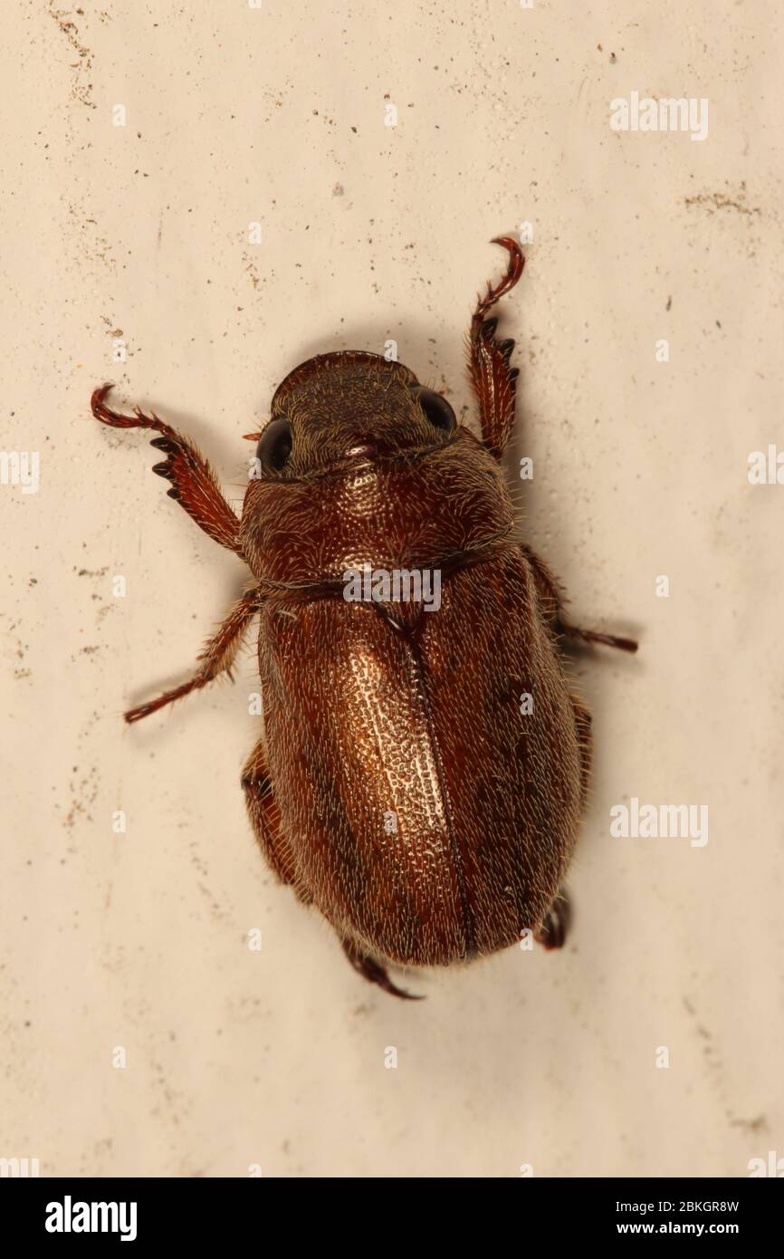 Dorsal view of scarab beetle Stock Photo