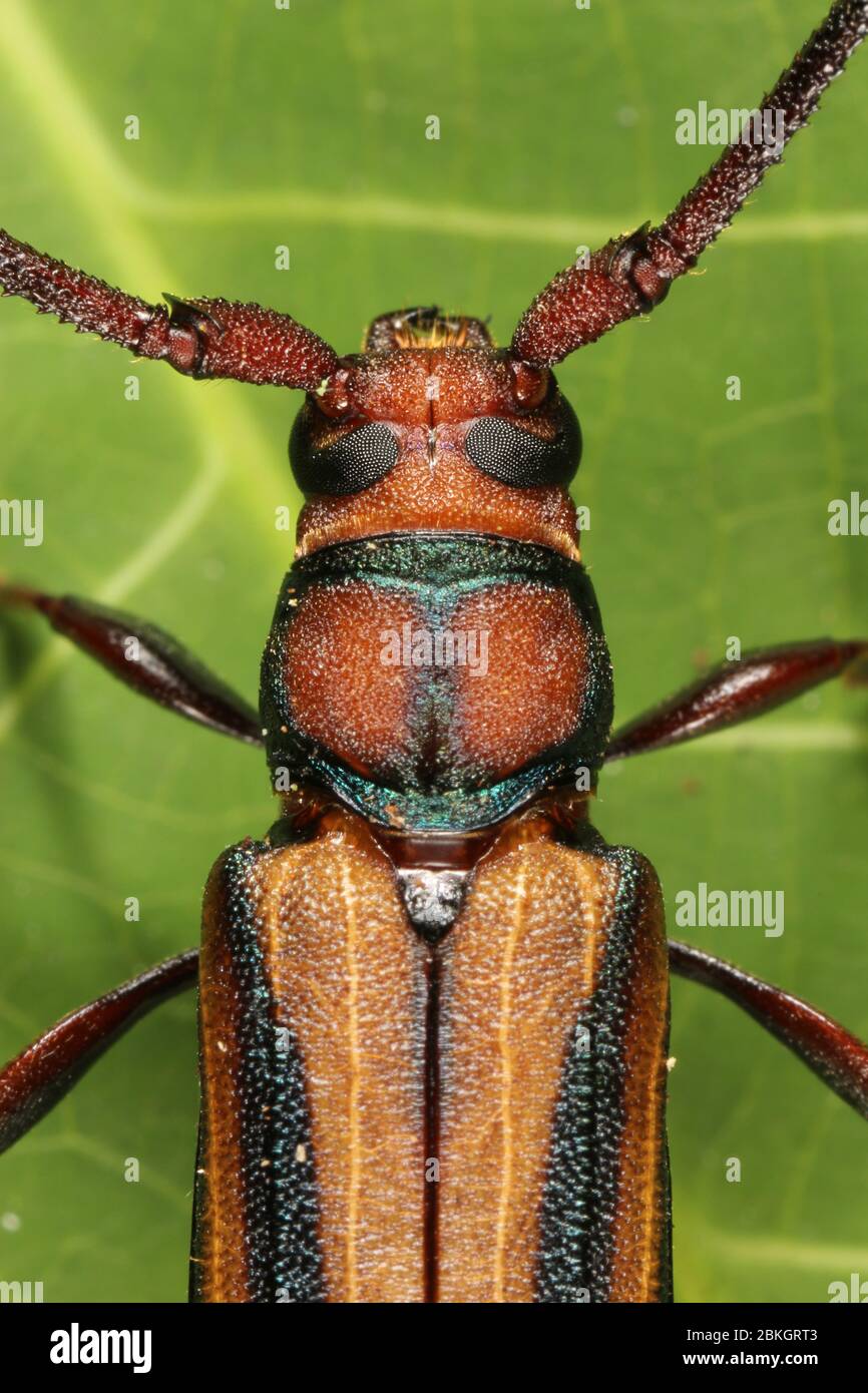 Closeup of Longhorn beetle Stock Photo