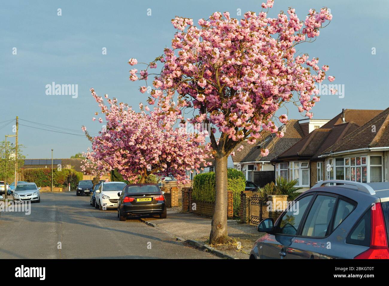 A residential street in Shepperton with pink flowering cherry trees in