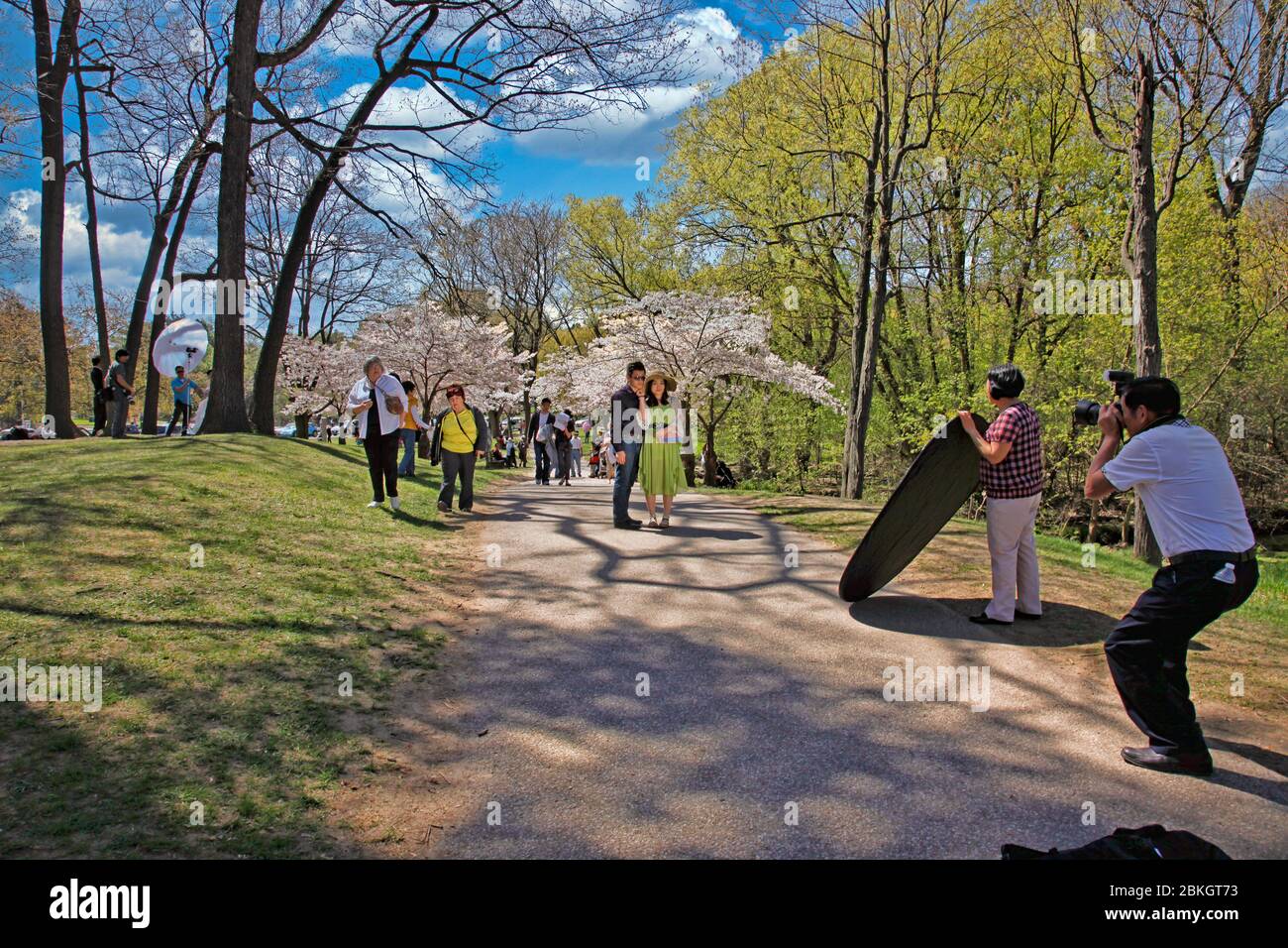 Canada, Ontario, Toronto, High Park, Cherry Blossom trees in full bloom with people enjoying the park, Japanese Sakura Cherry Blossoms, Stock Photo