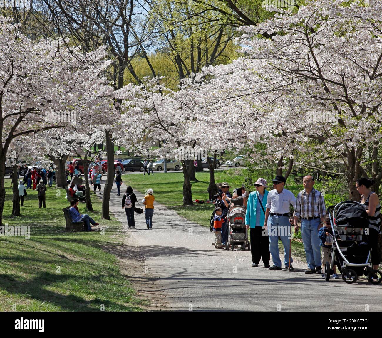 Canada, Ontario, Toronto, High Park, Cherry Blossom trees in full bloom with people enjoying the park, Japanese Sakura Cherry Blossoms, Stock Photo