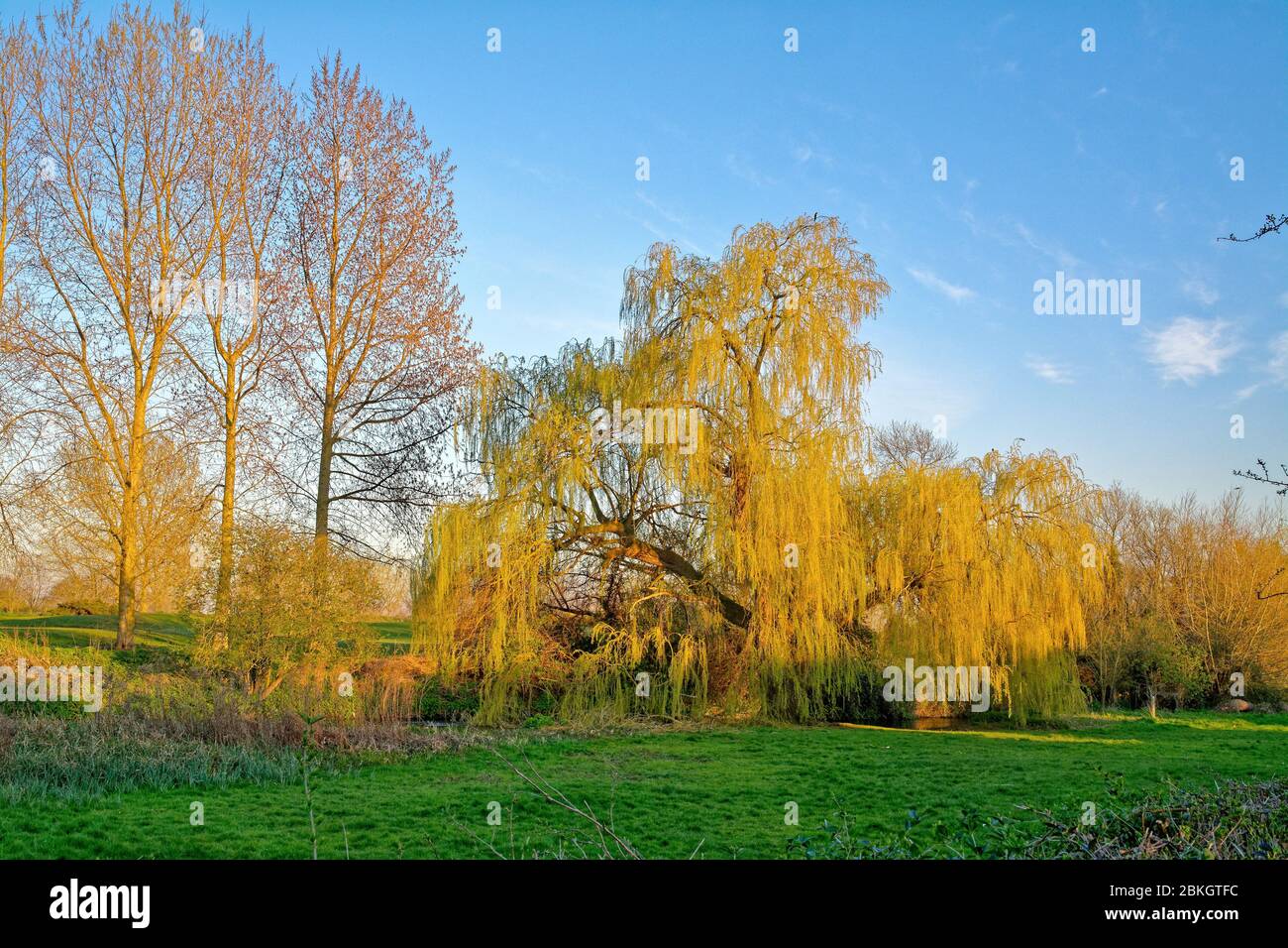 A weeping willow tree in full leaf, salix chrysocoma, illuminated by yellow  evening sunlight in the countryside in Shepperton Surrey UK Stock Photo