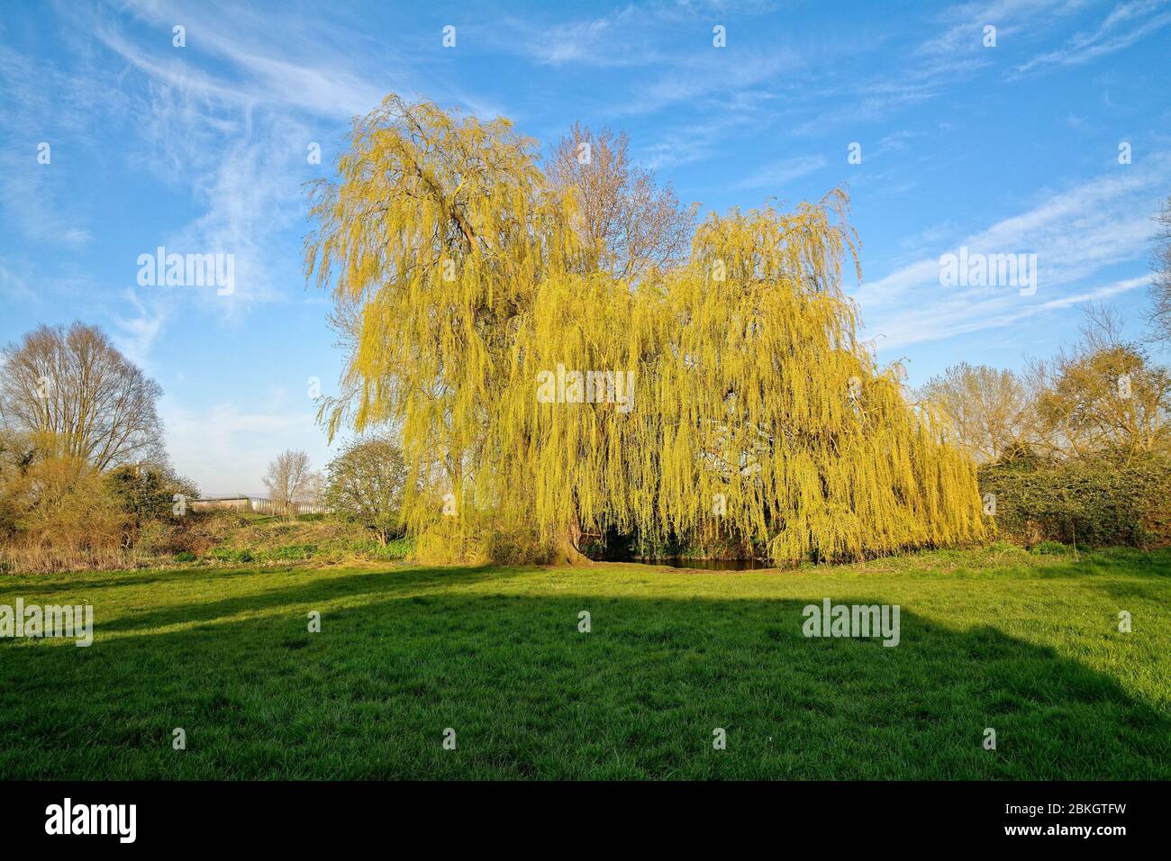 A weeping willow tree in full leaf, salix chrysocoma, illuminated by yellow  evening sunlight in the countryside in Shepperton Surrey UK Stock Photo