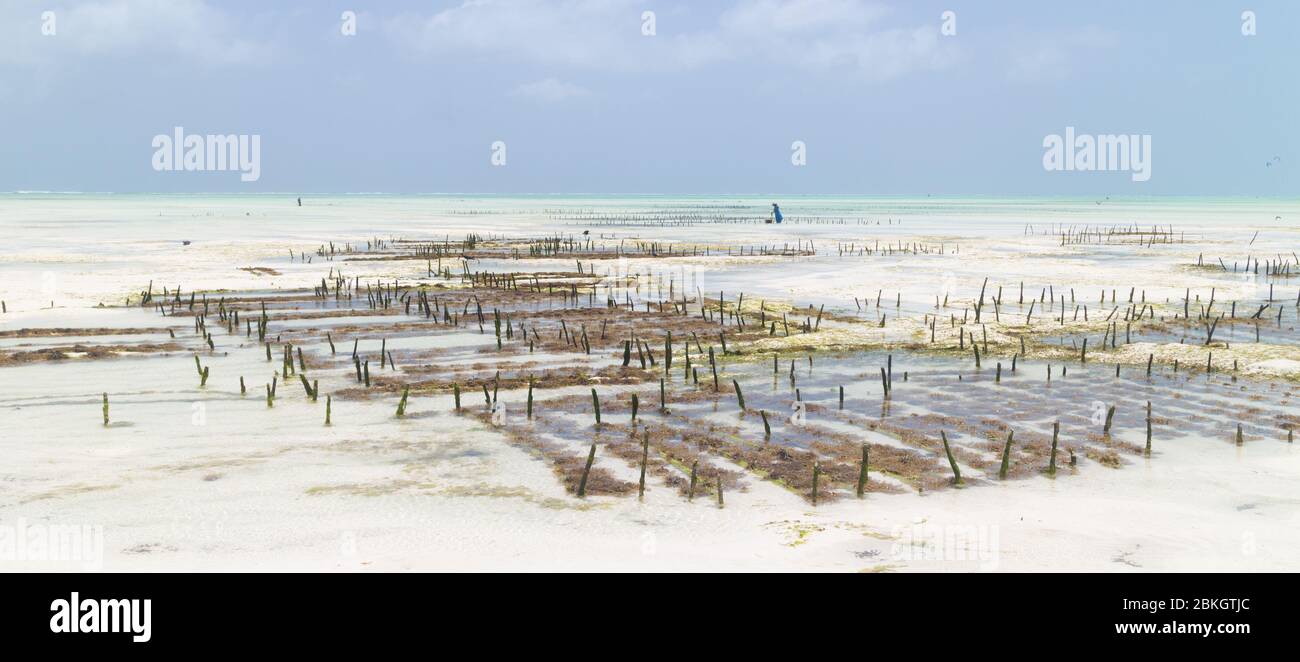 Local african woman working on seaweed farm in kitesurfing lagoon near Paje village, Zanzibar island, Tanzania Stock Photo