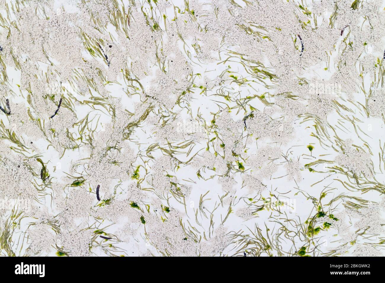 Abstract seaweed pattern on the beach sand Stock Photo